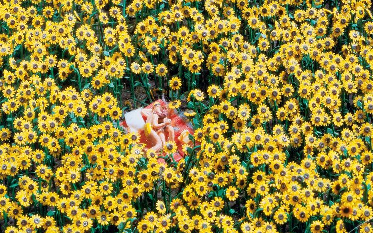 Mitteldeutschland Harz Liebespaar Sonnenblume